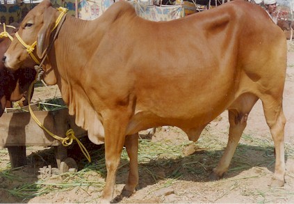Sahiwal Cow