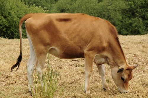 Jersey Cow
