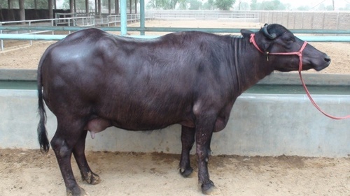 Pregnant Murrah Buffalo