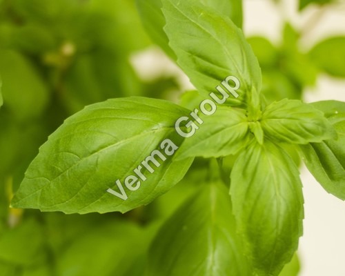 Certified Organic Essential Oils