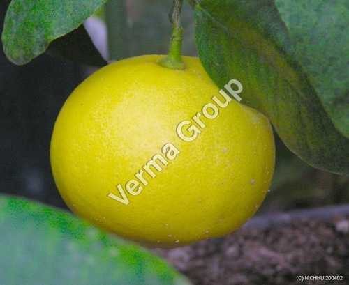 Organic Bergamot Oil