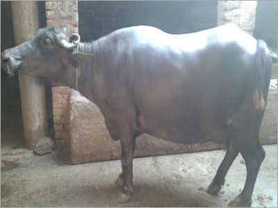 Indian Murrah Buffalo