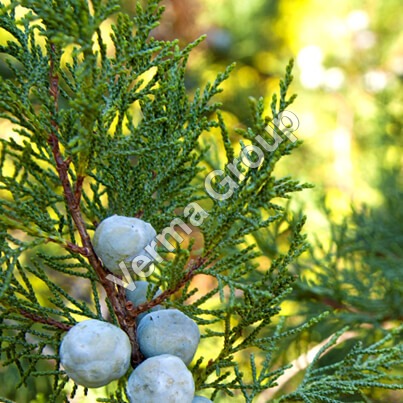 Cedarwood Atlas Oil Certified Organic