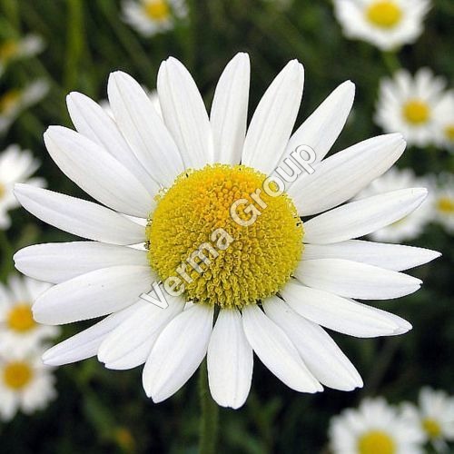 Chamomile German Oil Certified Organic