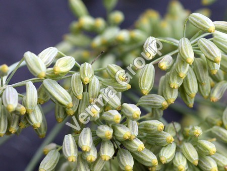 Fennel Sweet Oil Certified Organic - Pale Yellow, Steam Distilled | Pure, Therapeutic, Aromatic, Versatile