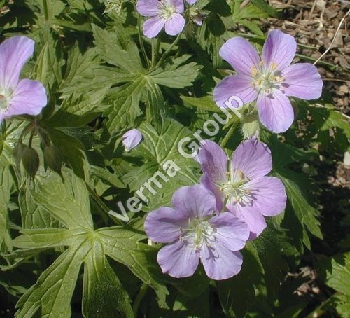 Geranium(Egypt) Oil Certified Organic