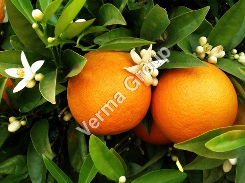 Neroli Oil Certified Organic