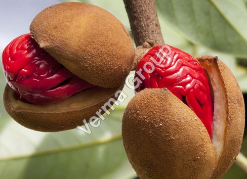 Nutmeg Oil Certified Organic