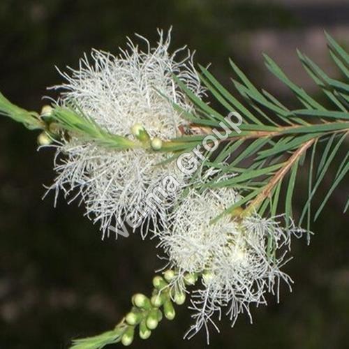 Tea Tree Oil