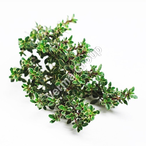 Thyme CT Linalool Oil Certified Organic