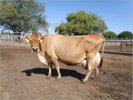 Indian Jersey Cow