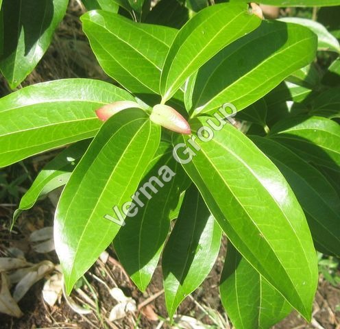 Cinnamon Oil Certified Organic