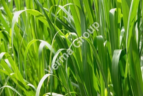 Palmarosa Essential Oil
