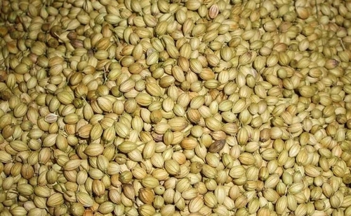 Fresh Eagle Quality Coriander Seeds