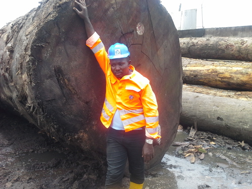 Wood Log Timber