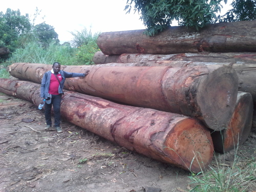 Industrial Teak Wood