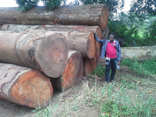 Meranti Wood Logs