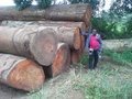 Meranti Wood Logs