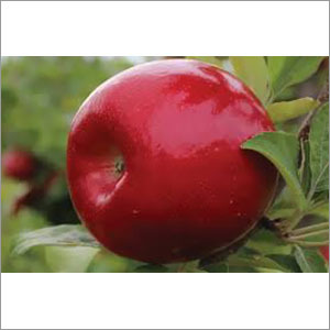 Red Royal Apple