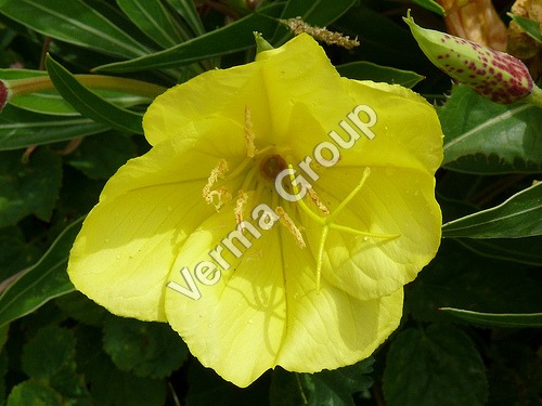 Evening Primrose Carrier Oil