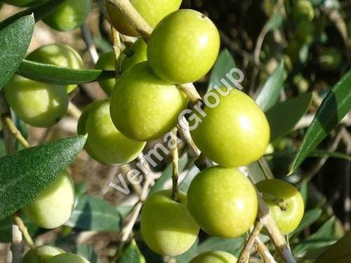 Olive Carrier Oil