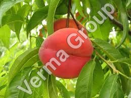 Peach Kernel Carrier Oil