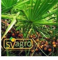 Saw Palmetto Extract 45%