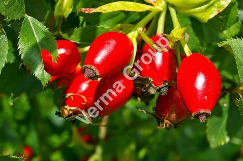 Rosehip Carrier Oil