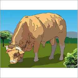 Cattle Semen