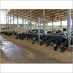 Cow Shed