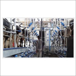 Herringbone Milking Parlor