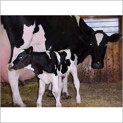 Dairy Farm Consultancy Services