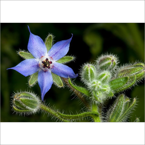 Borage Oil