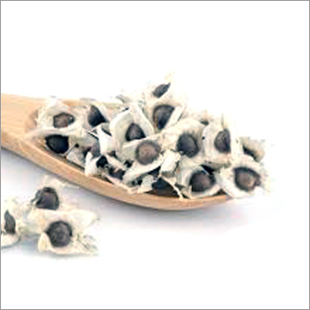 Moringa Seeds