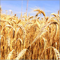 Organic Wheat