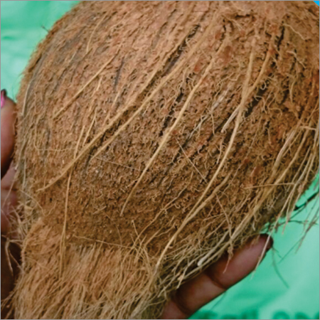 Semi Husk Coconut