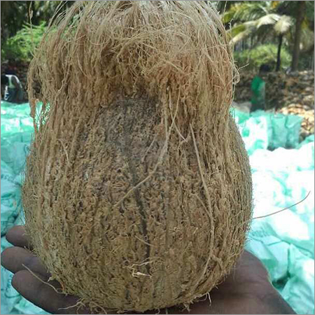 Coconut