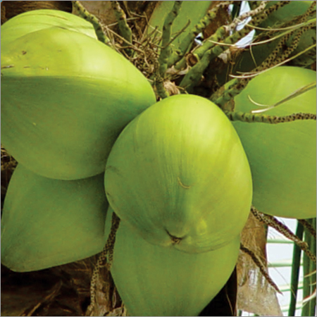 Raw Coconut