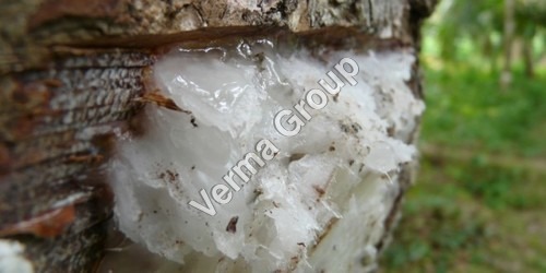 Therapeutic Elemi Oil