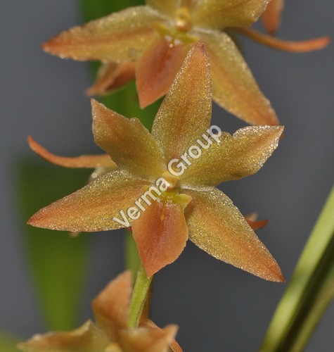 Therapeutic Grade Essential Oils