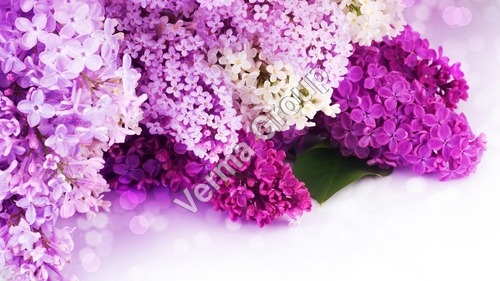 Therapeutic Lavender Oil