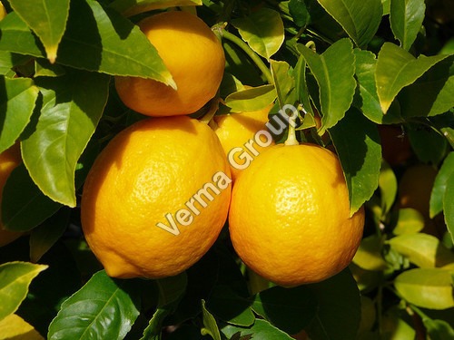 Therapeutic Lemon Oil