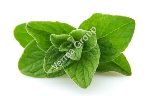 Therapeutic Oregano Oil