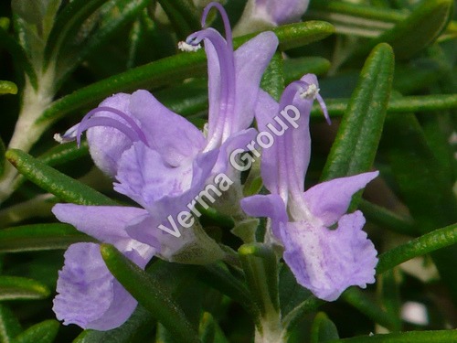 Therapeutic Rosemary Oil