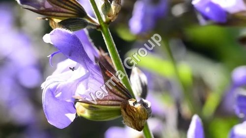 Therapeutic Sage Oil