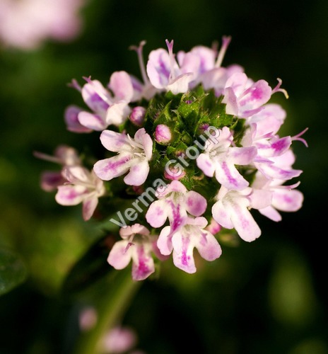 Therapeutic Thyme Oil