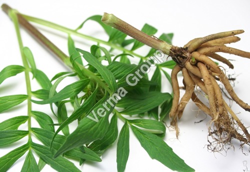 Therapeutic Grade Essential Oils