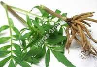 Therapeutic Valerian Root Oil