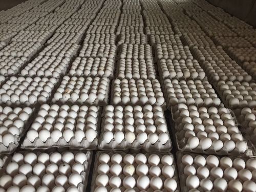 White Poultry Eggs