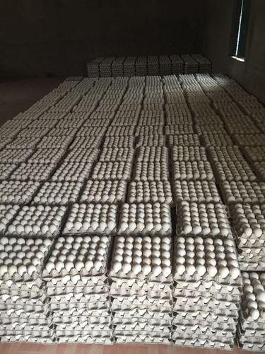 Chicken Eggs